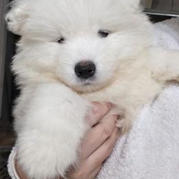 Red - White male Samoyed puppy in San Antonio, Texas from Hill Country Samoyeds