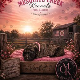 Verdict - Tiger female Perro de Presa Canario puppy in Goshen, Alabama from Mesquite Creek Kennels