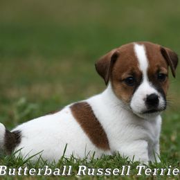 Junior - White and tan male Russell Terrier puppy in Citra, Florida from Butterball Kennel
