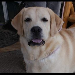 Labrador Retriever All Grown Up from Shadowhawk Labrador Retrievers