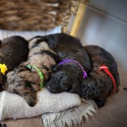 Aussiedoodle and Goldendoodle Puppies from JMR Aussies and Doodles