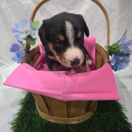 Phoebe - Black white and tan female Entlebucher Mountain Dog puppy in New Cordell, Oklahoma from QH Entlebucher Kennel