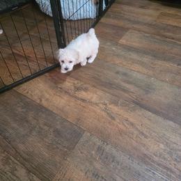 Boy 2 - White and tan male Maltese puppy in Four Oaks, North Carolina from .Havenkennels.Net