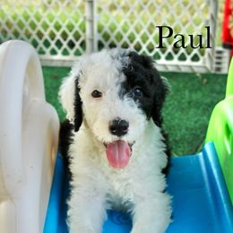 Paul - Black and white male Sheepadoodle puppy in Comanche, Texas from Central Texas Doodles, LLC.