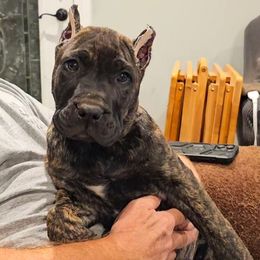 Blue Collar - Tiger male Perro de Presa Canario puppy in Pocahontas, Illinois from Cabeza Grande Kennel