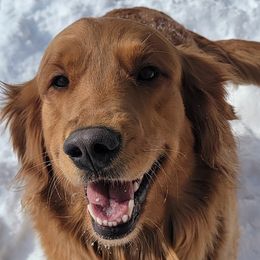 Daisy - Golden Retriever