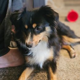 Miniature Australian Shepherds from Jody's Miniature Australian Shepherds