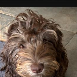 Teddy - Dachshund
