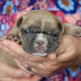 French Bulldog Puppies from BuschBabyBulldogs