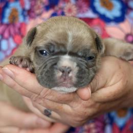 French Bulldog Puppies from BuschBabyBulldogs