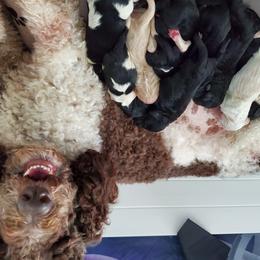 Goldendoodle and Poodle Puppies from Southern Hunters Standards