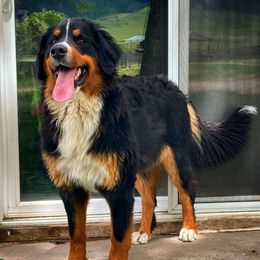 Bernese Mountain Dogs from SunRain Puppies