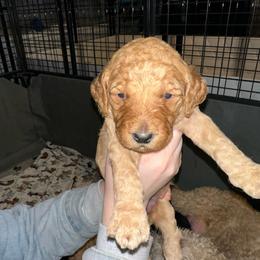 Sage - Apricot female Goldendoodle puppy in Prosperity, Pennsylvania from Stelladoodles & Company