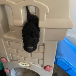 Bernedoodle Puppies from Bruce and Emma Doodles