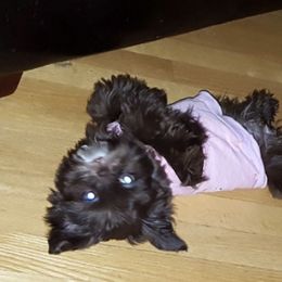 Shih Tzus from Everts Ranch ShihTzu’s