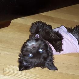 Shih Tzus from Everts Ranch ShihTzu’s