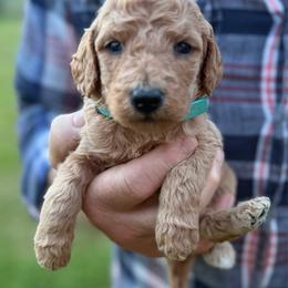Kit Kat - Apricot male Poodle puppy in St. Johnsbury, Vermont from Poodles of the Northern Woods