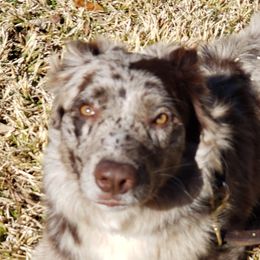 Mesa - Australian Shepherd