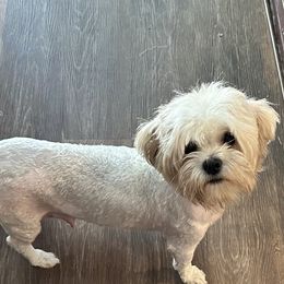 Ramsey - Shichon