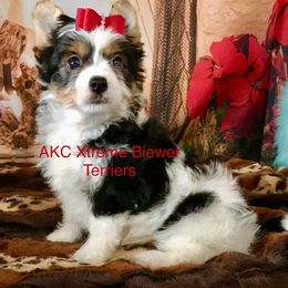 Big Boy - Black tan and white male Biewer Terrier puppy in Jonestown, Pennsylvania from AKC Xtreme Biewer Terriers...