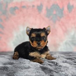 Pup 2 - Black and tan female Yorkshire Terrier puppy in Polk City, Florida from Yorkies by Casey