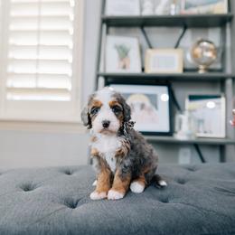 Boop - Merle female Bernedoodle puppy in Murray, Utah from Sun Valley Doodles