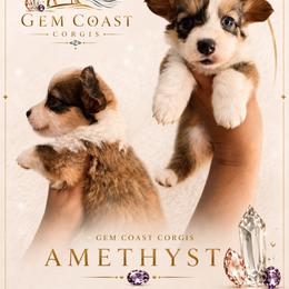 Amethyst - Sable and white female American Corgi puppy in Mariposa, California from Gem Coast Corgis