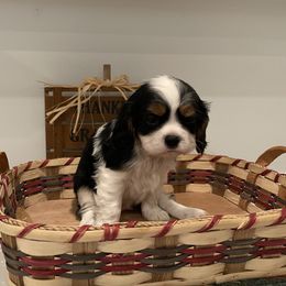 Cavalier King Charles Spaniel Puppies from Ridgefield Cavaliers