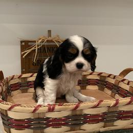 Cavalier King Charles Spaniel Puppies from Ridgefield Cavaliers