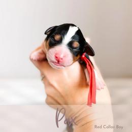 Pax - Tri-color male Bernedoodle puppy in Mahomet, Illinois from Jordan Family Doodles