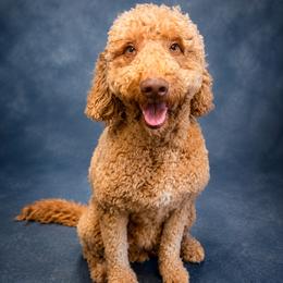Nugget - Apricot female Goldendoodle puppy in Lancaster, California from Kid's Best Doodle
