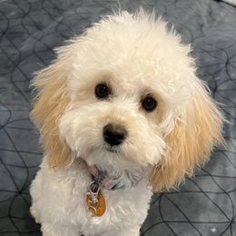 Poodles from Iron Bridge Farm Tx