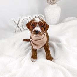 Swish - Red  male Goldendoodle puppy in Jamestown, Kentucky from Milk & Honey Doodles