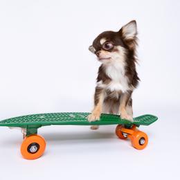 Chihuahua Puppies from Petits Chihuahuas