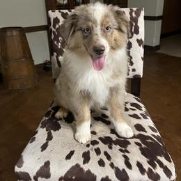 Quigley - Red merle male Miniature Australian Shepherd puppy in Godley, Texas from Nana and Paws Aussies