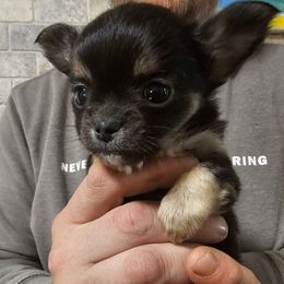 Tom Tom - Chihuahua