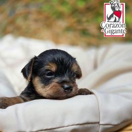 Bluey - Black and tan female Yorkshire Terrier puppy in California from Corazon de gigante