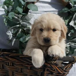 Golden Retriever Puppies from Jessica Hagstette