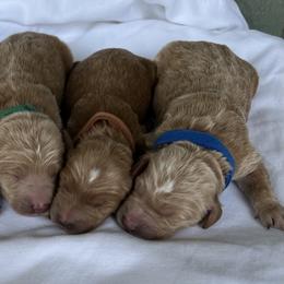 Bernedoodle Puppies from Over the Moon Poodles and Doodles