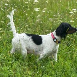 Willow - English Setter