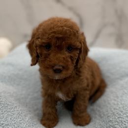 Buddy - Red  male Goldendoodle puppy in Kansas City, Kansas from Bella & Ivy’s Mini Goldendoodles of KC