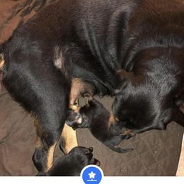 Rottweiler Puppies from Von Haenns Rottweilers