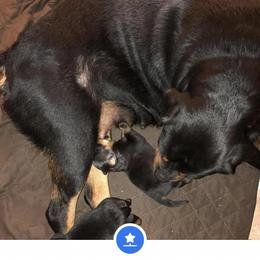 Rottweiler Puppies from Von Haenns Rottweilers