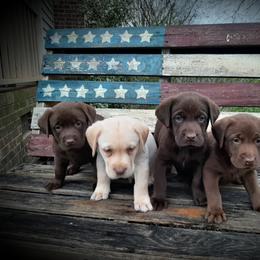 Bernese Mountain Dog and Labrador Retriever Puppies from Circle D Farms
