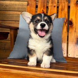 Chief - Black and tan male Pembroke Welsh Corgi puppy in El Dorado Springs, Missouri from Trixie Dixie