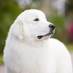 Stevie - Great Pyrenees