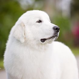 Stevie - Great Pyrenees