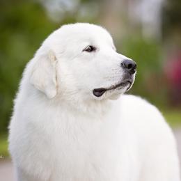 Stevie - Great Pyrenees