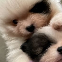Molly - Pomeranian puppy in Mc Farland, Wisconsin from TiaZ Poms