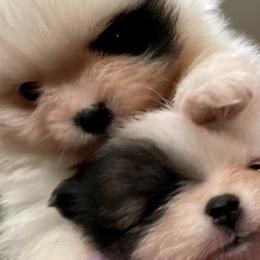 Molly - Pomeranian puppy in Mc Farland, Wisconsin from TiaZ Poms